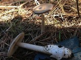 Amanita pachycolea image