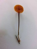 Xeromphalina cauticinalis image