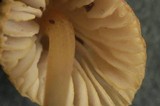 Mycena citrinomarginata image
