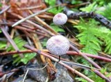 Gymnopus androsaceus image