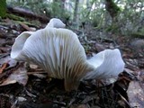 Tricholoma saponaceum image