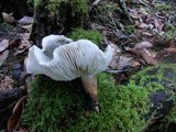 Tricholoma saponaceum image
