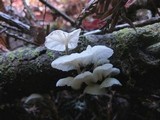Hemimycena candida image