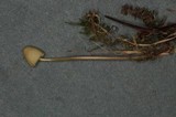 Mycena citrinomarginata image