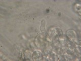 Mycena citrinomarginata image