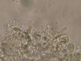 Mycena citrinomarginata image