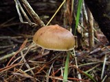 Psilocybe azurescens image