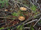 Psilocybe azurescens image