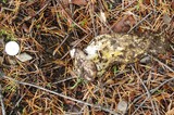 Gomphidius oregonensis image