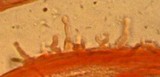 Hemimycena lactea image