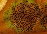 Rhytisma punctatum image