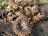 Lentinus stuppeus image