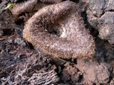 Lentinus stuppeus image