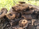 Lentinus stuppeus image