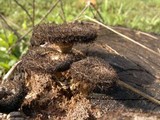 Lentinus stuppeus image
