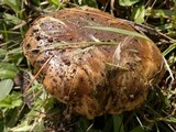 Suillus salmonicolor image