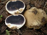 Scleroderma areolatum image