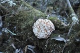 Abortiporus biennis image