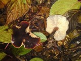 Macrocystidia cucumis image