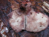 Fistulina hepatica image