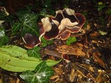 Macrocystidia cucumis image