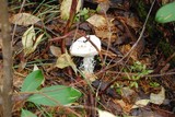 Amanita smithiana image