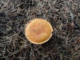 Cystodermella cinnabarina image