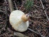 Cystodermella cinnabarina image
