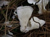Pleurocybella porrigens image