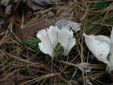 Pleurocybella porrigens image
