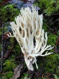 Ramaria acrisiccescens image