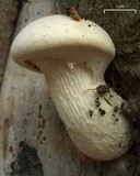 Pleurotus dryinus image