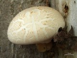 Pleurotus dryinus image