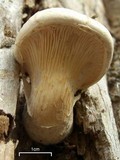 Pleurotus dryinus image