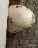 Pleurotus dryinus image
