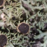 Anaptychia palmulata image