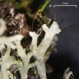 Anaptychia palmulata image
