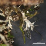 Anaptychia palmulata image