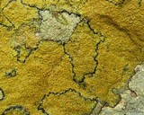Caloplaca flavovirescens image