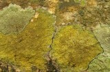 Caloplaca flavovirescens image