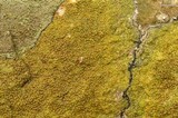 Caloplaca flavovirescens image