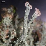 Cladonia peziziformis image