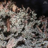Cladonia peziziformis image