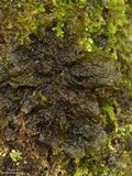 Collema furfuraceum image