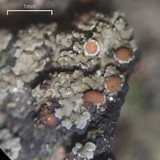 Fuscopannaria leucosticta image