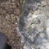 Fuscopannaria leucosticta image