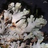 Heterodermia casarettiana image