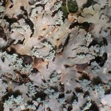 Heterodermia casarettiana image