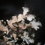 Heterodermia casarettiana image