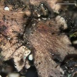 Heterodermia casarettiana image